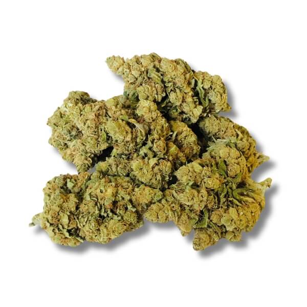 G13 AMNÉSIA
