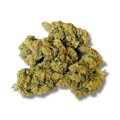 G13 AMNÉSIA